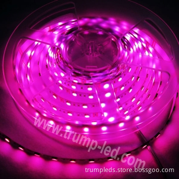 Shenzhen Wholesale High Output 5050 SMD LED Flexible Strip Light